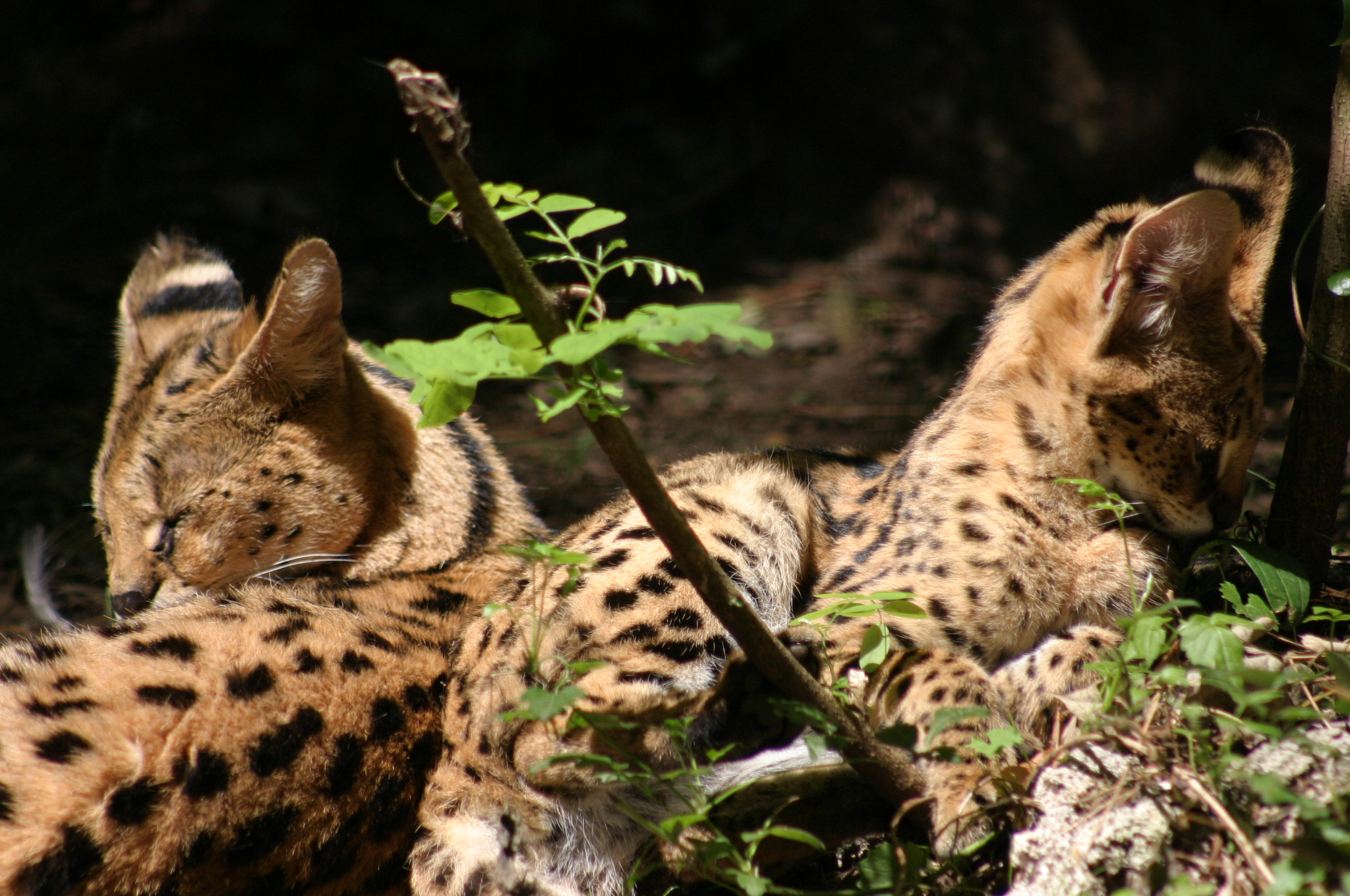 Wallpapers Animals Felines - Ocelots, Margays, Oncilles 