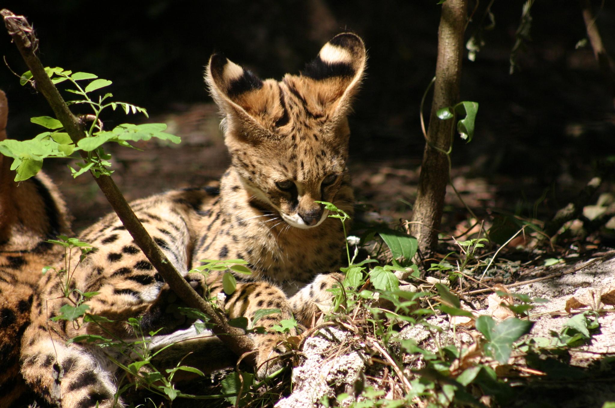 Wallpapers Animals Felines - Ocelots, Margays, Oncilles 