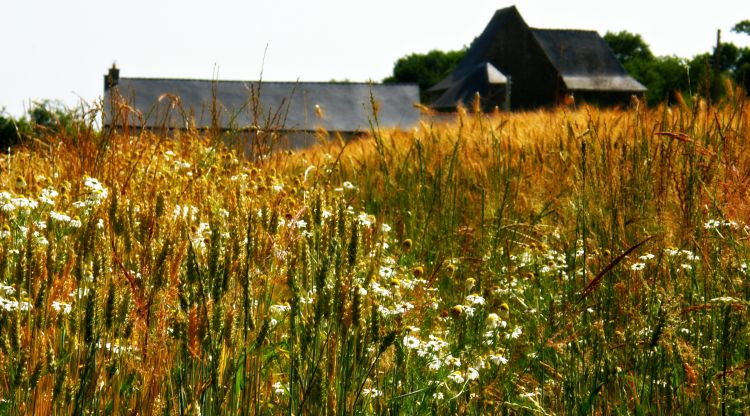 Fonds d'cran Nature Champs - Prairies Wallpaper N350861