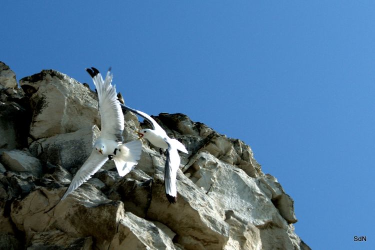 Fonds d'cran Animaux Oiseaux - Mouettes et Golands LES OISEAUX DU BLANC NEZ (nord)