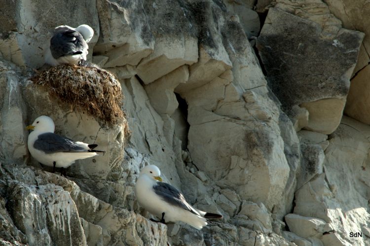 Fonds d'cran Animaux Oiseaux - Mouettes et Golands LES OISEAUX DU BLANC NEZ (nord)