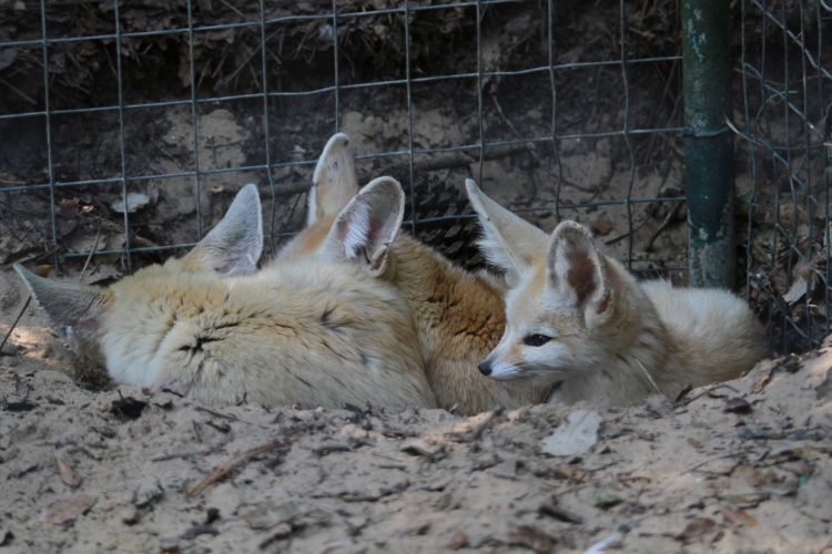 Fonds d'cran Animaux Fennec Wallpaper N350885