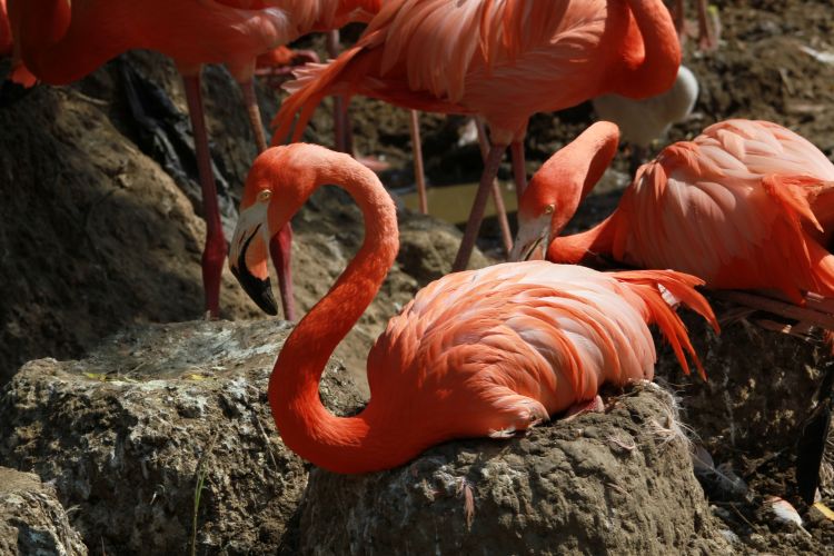 Fonds d'cran Animaux Oiseaux - Flamands roses Wallpaper N350893