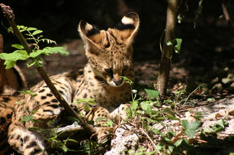 Fonds d'cran Animaux Flins - Ocelots, Margays et Oncilles Wallpaper N350901