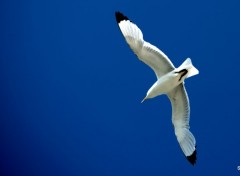  Animaux LES OISEAUX DU BLANC NEZ (nord)