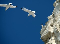  Animaux LES OISEAUX DU BLANC NEZ (nord)