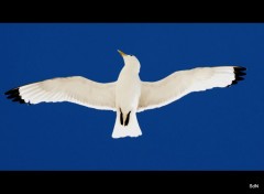  Animaux LES OISEAUX DU BLANC NEZ (nord)