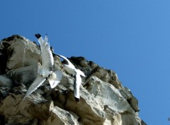  Animaux LES OISEAUX DU BLANC NEZ (nord)