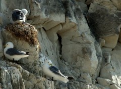  Animaux LES OISEAUX DU BLANC NEZ (nord)