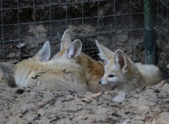  Animaux Image sans titre N350885