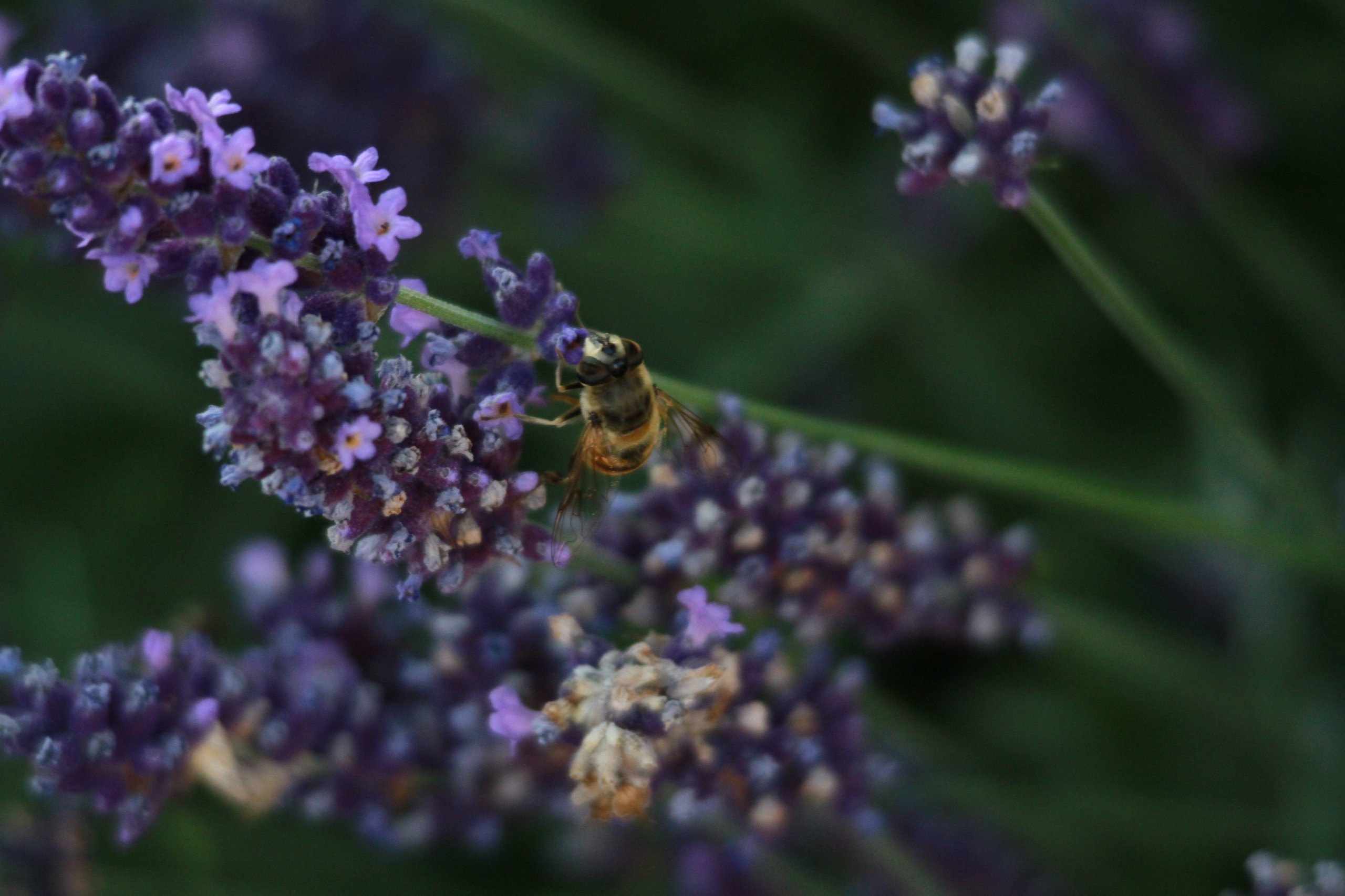 Fonds d'cran Animaux Insectes - Abeilles Gupes ... 