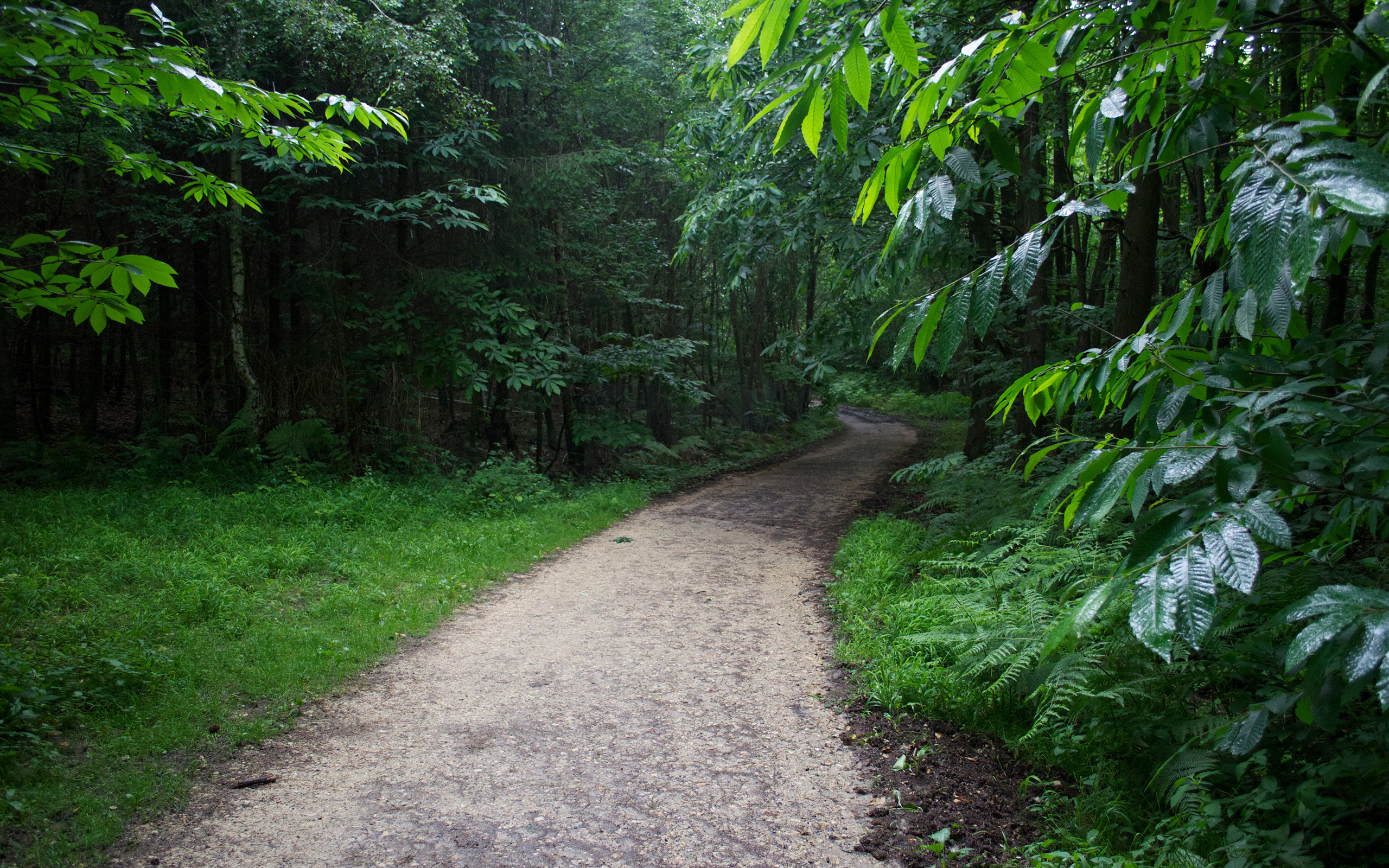 Fonds d'cran Nature Arbres - Forts Chemin de forêt