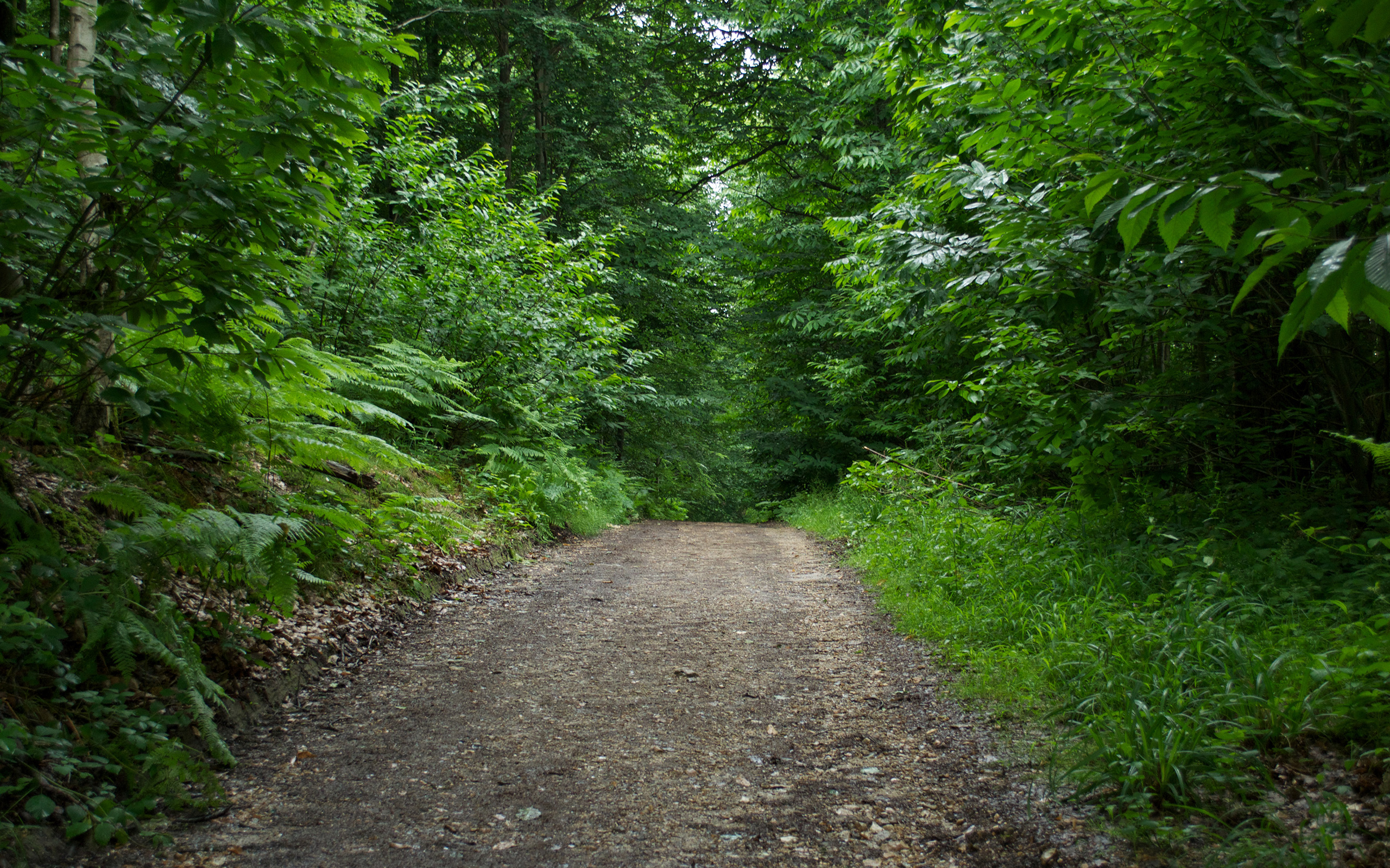 Fonds d'cran Nature Arbres - Forts Chemin de forêt