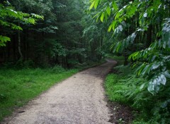  Nature Chemin de forêt