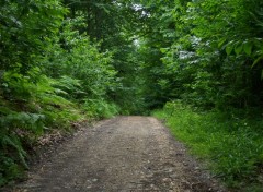  Nature Chemin de forêt