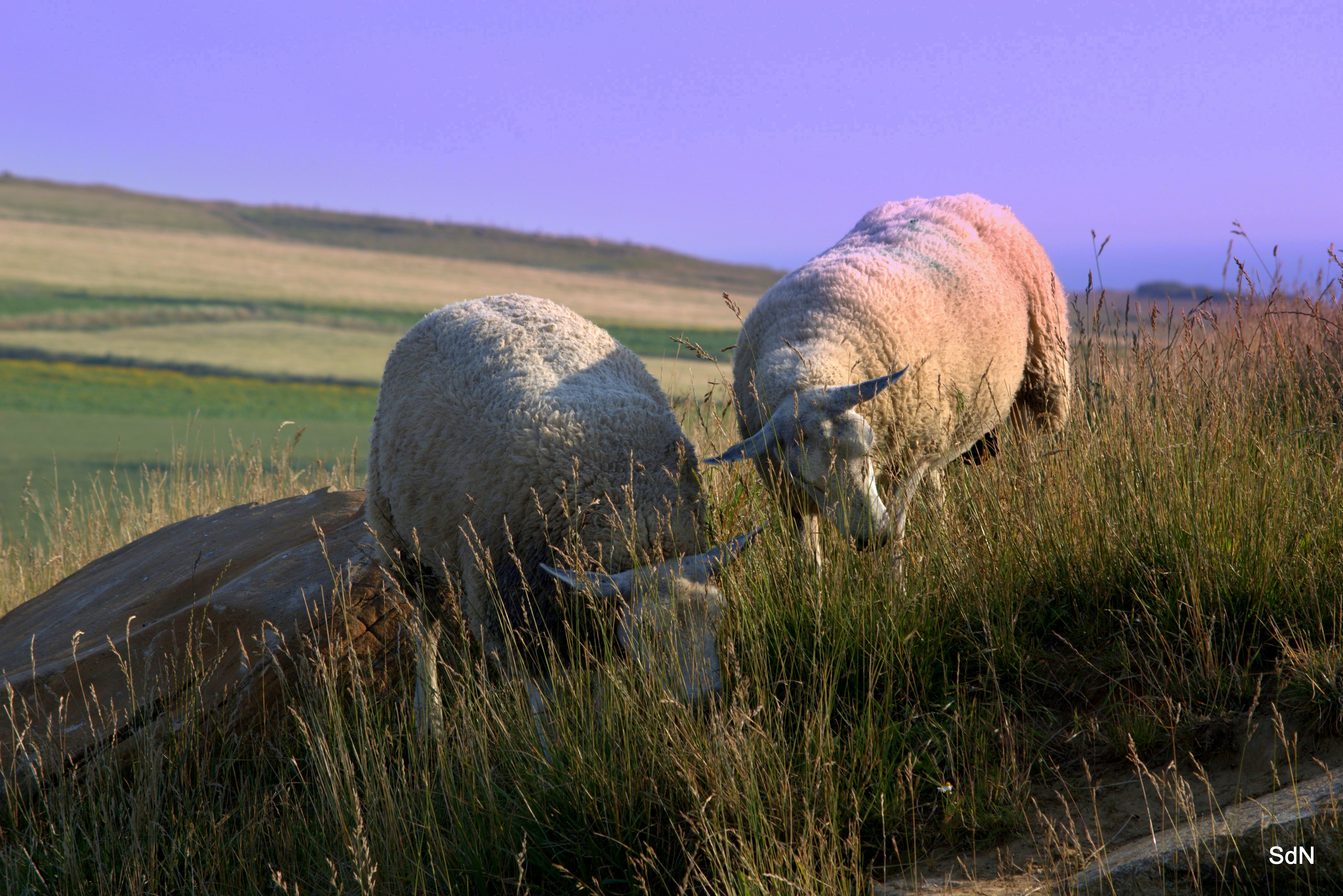 Fonds d'cran Animaux Moutons - Mouflons LE CAP GRIS NEZ (nord)