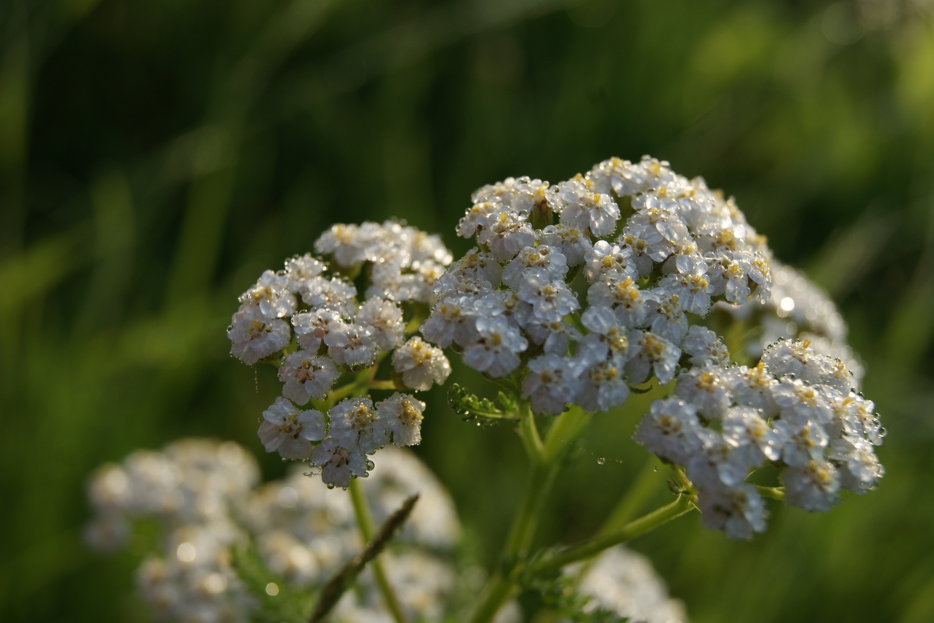 Wallpapers Nature Flowers 