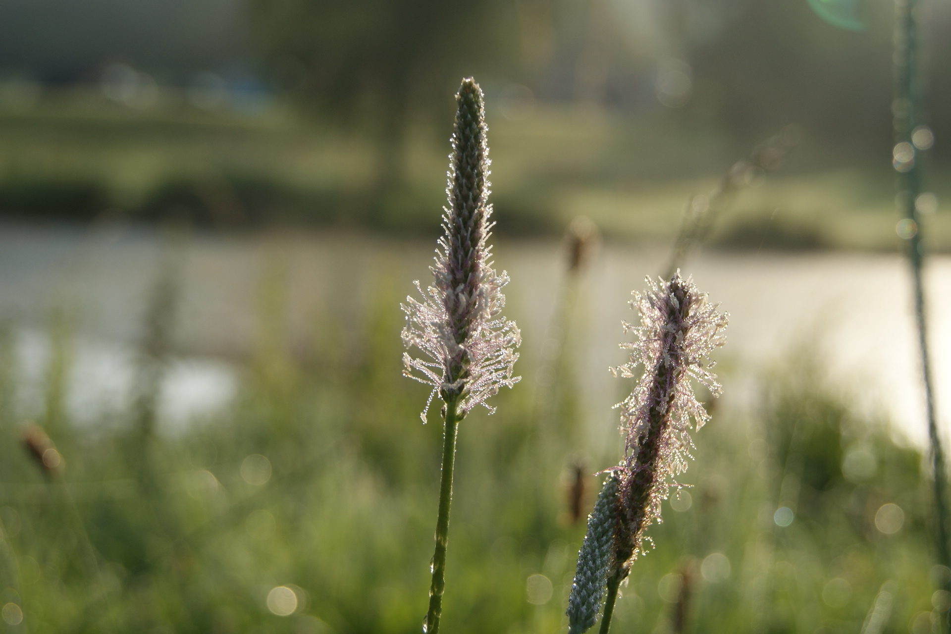 Fonds d'cran Nature Fleurs 