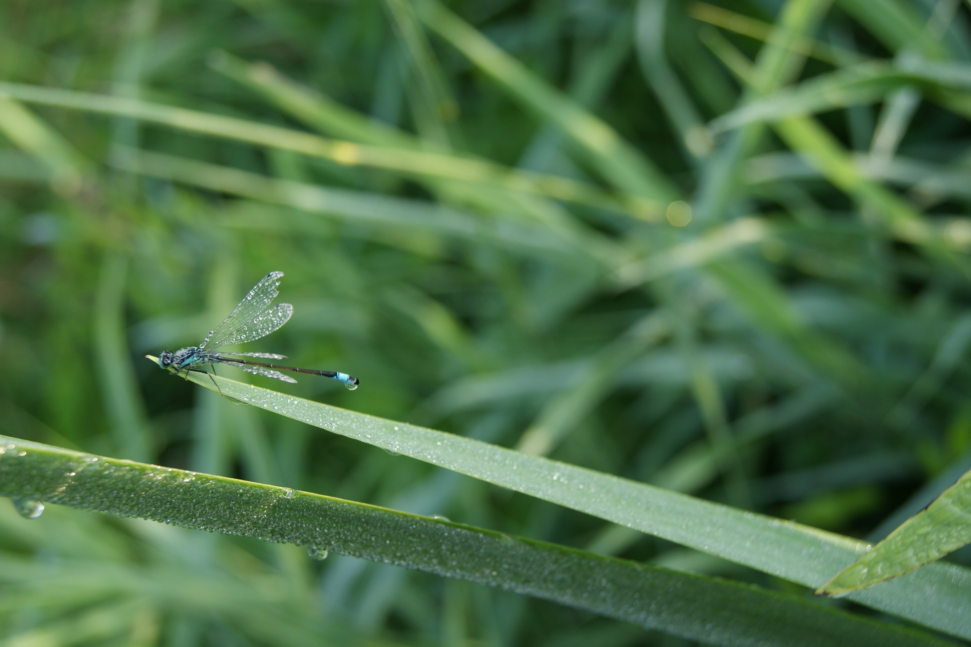 Wallpapers Animals Insects - Dragonflies 