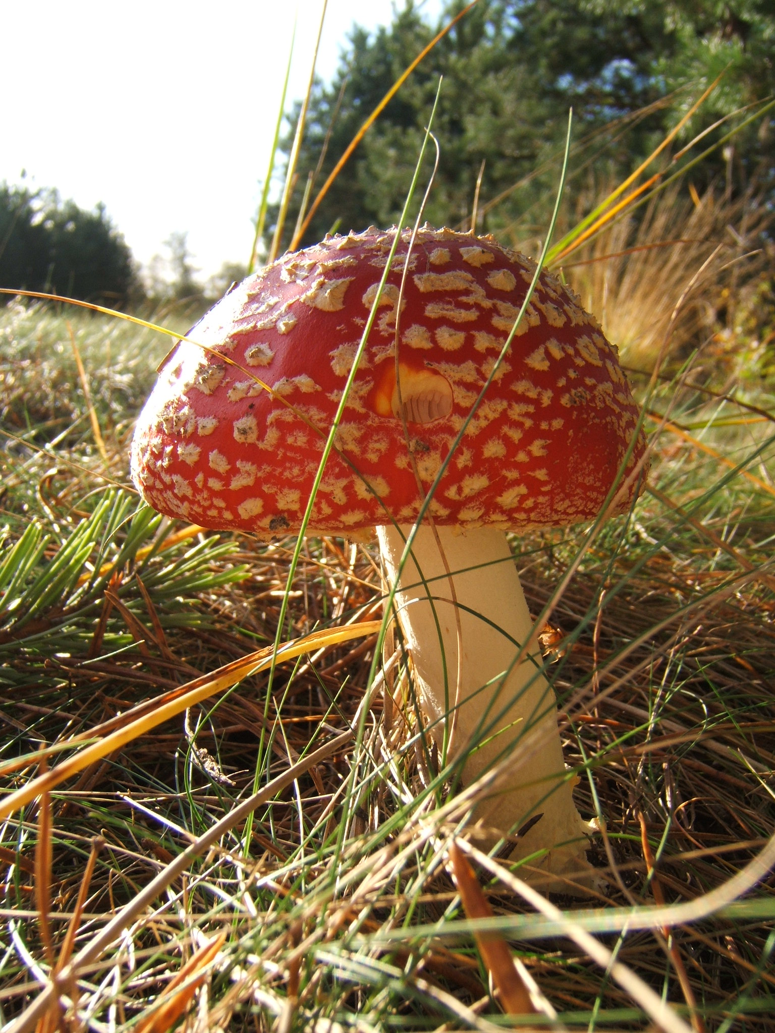 Fonds d'cran Nature Champignons 