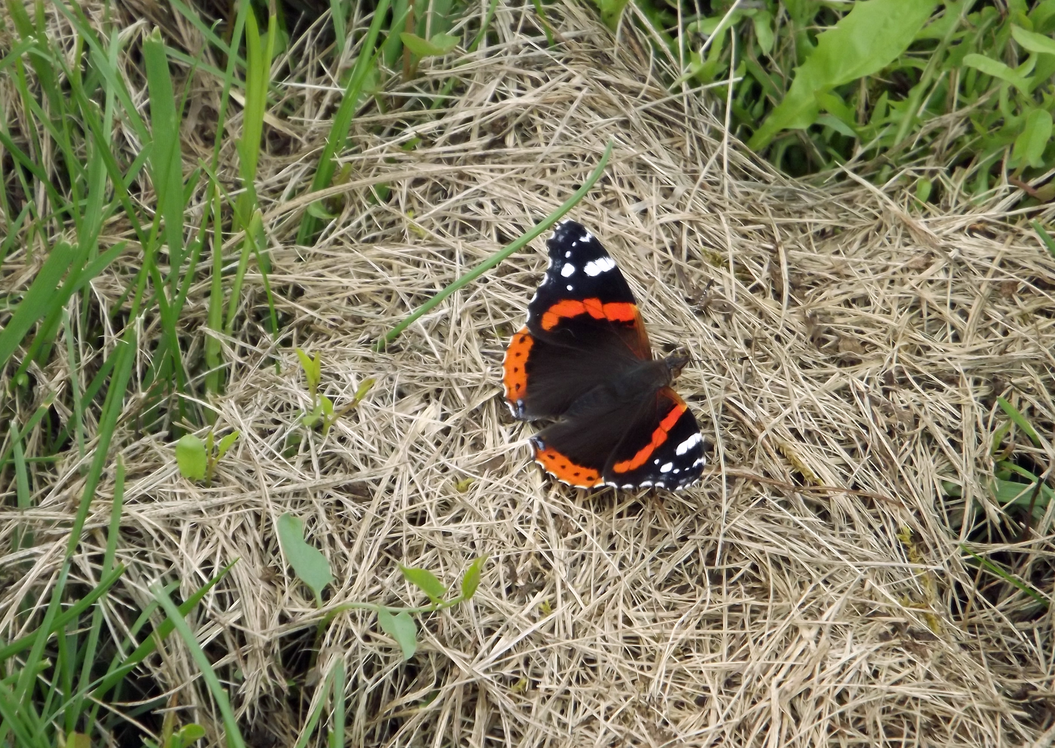 Wallpapers Animals Insects - Butterflies 