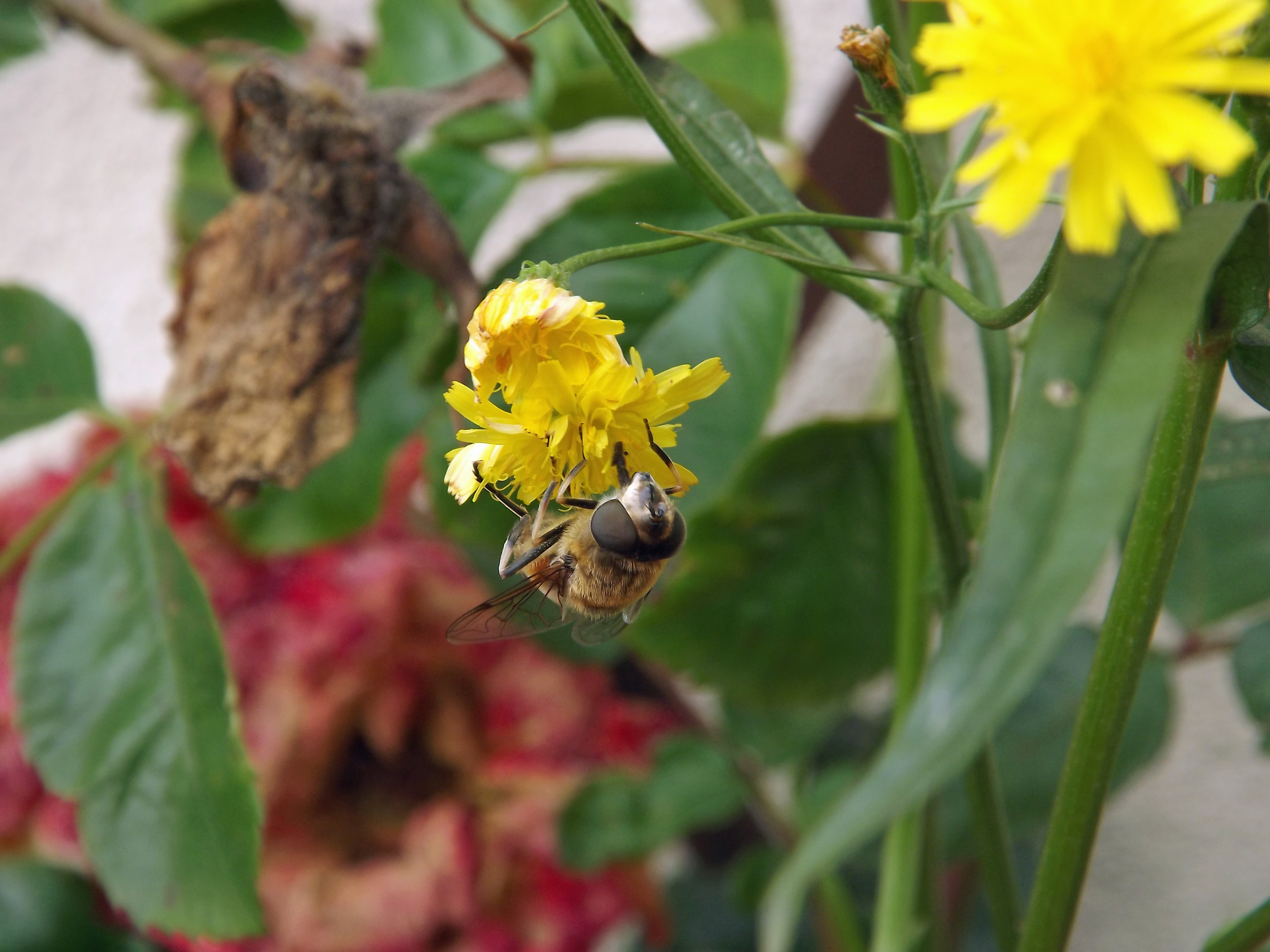 Fonds d'cran Animaux Insectes - Abeilles Gupes ... 