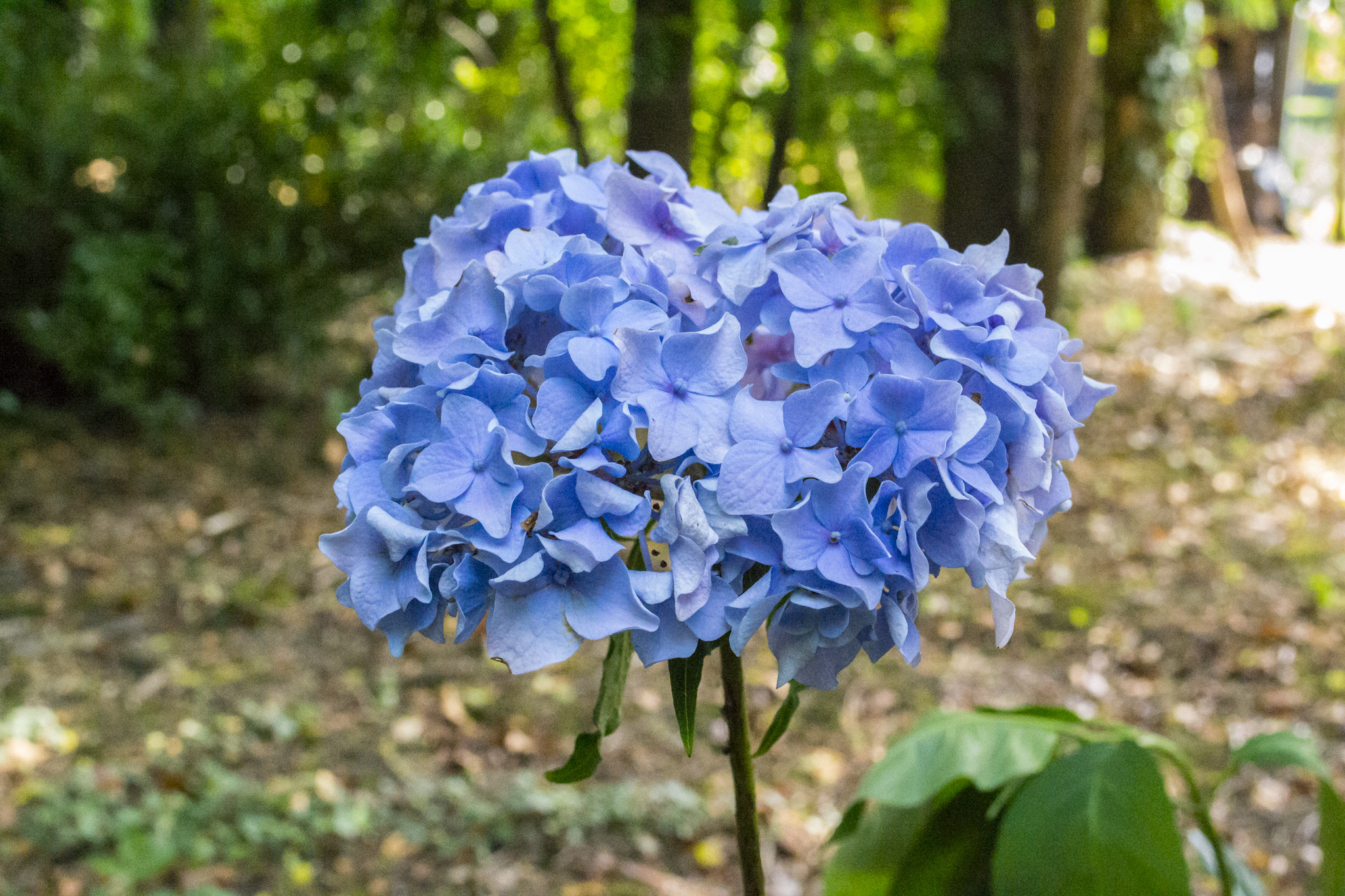 Fonds d'cran Nature Fleurs Hortensia