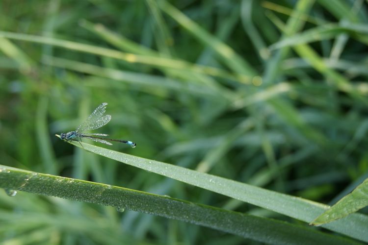 Fonds d'cran Animaux Insectes - Libellules Wallpaper N350948