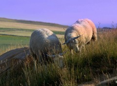  Animaux LE CAP GRIS NEZ (nord)