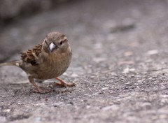  Animaux Image sans titre N351078