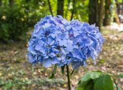  Nature Hortensia