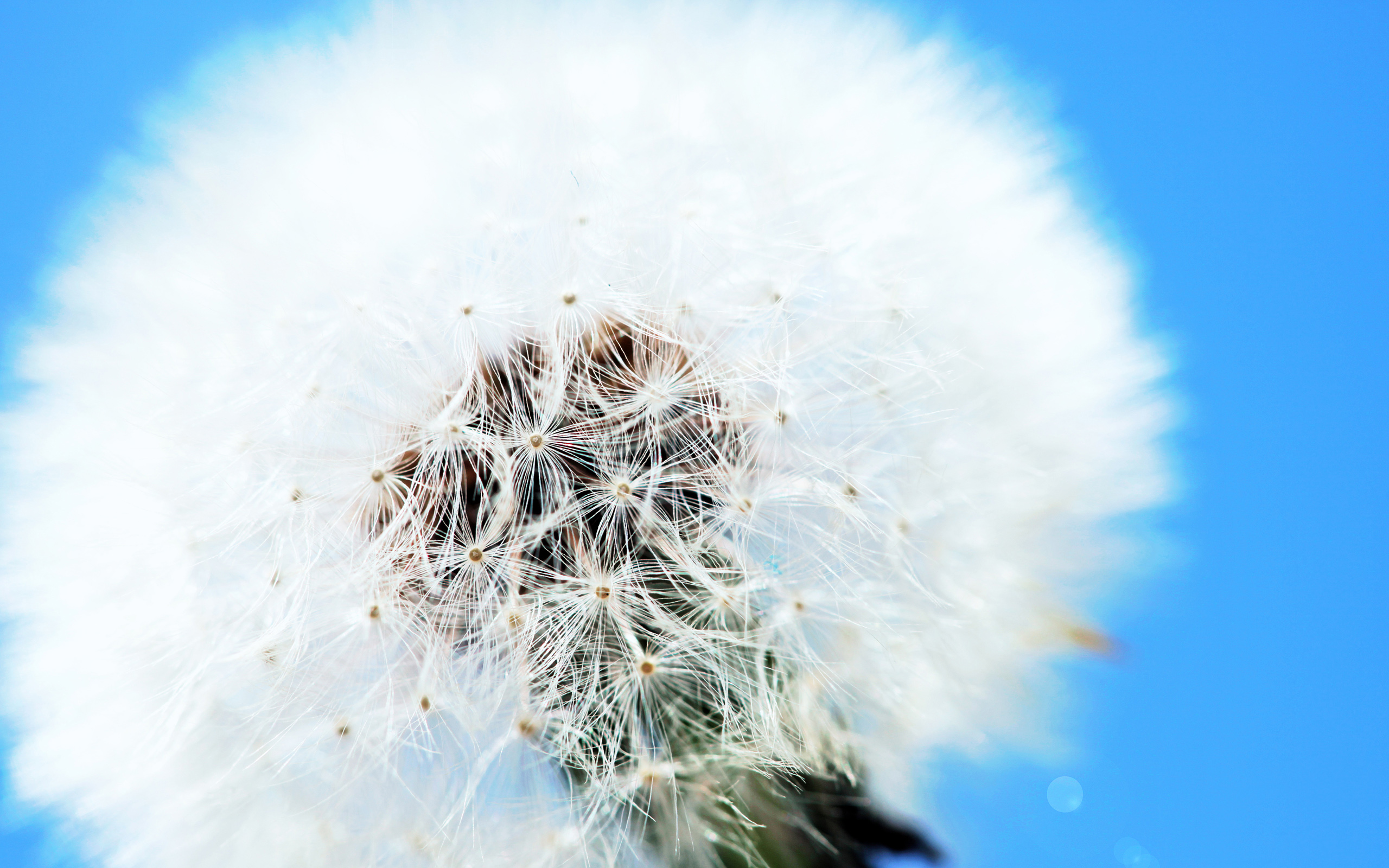 Fonds d'cran Nature Fleurs 