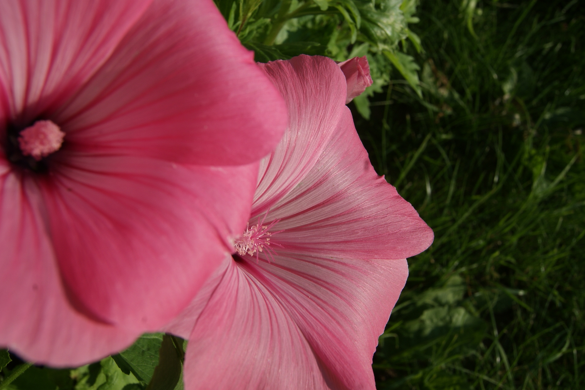 Fonds d'cran Nature Fleurs 