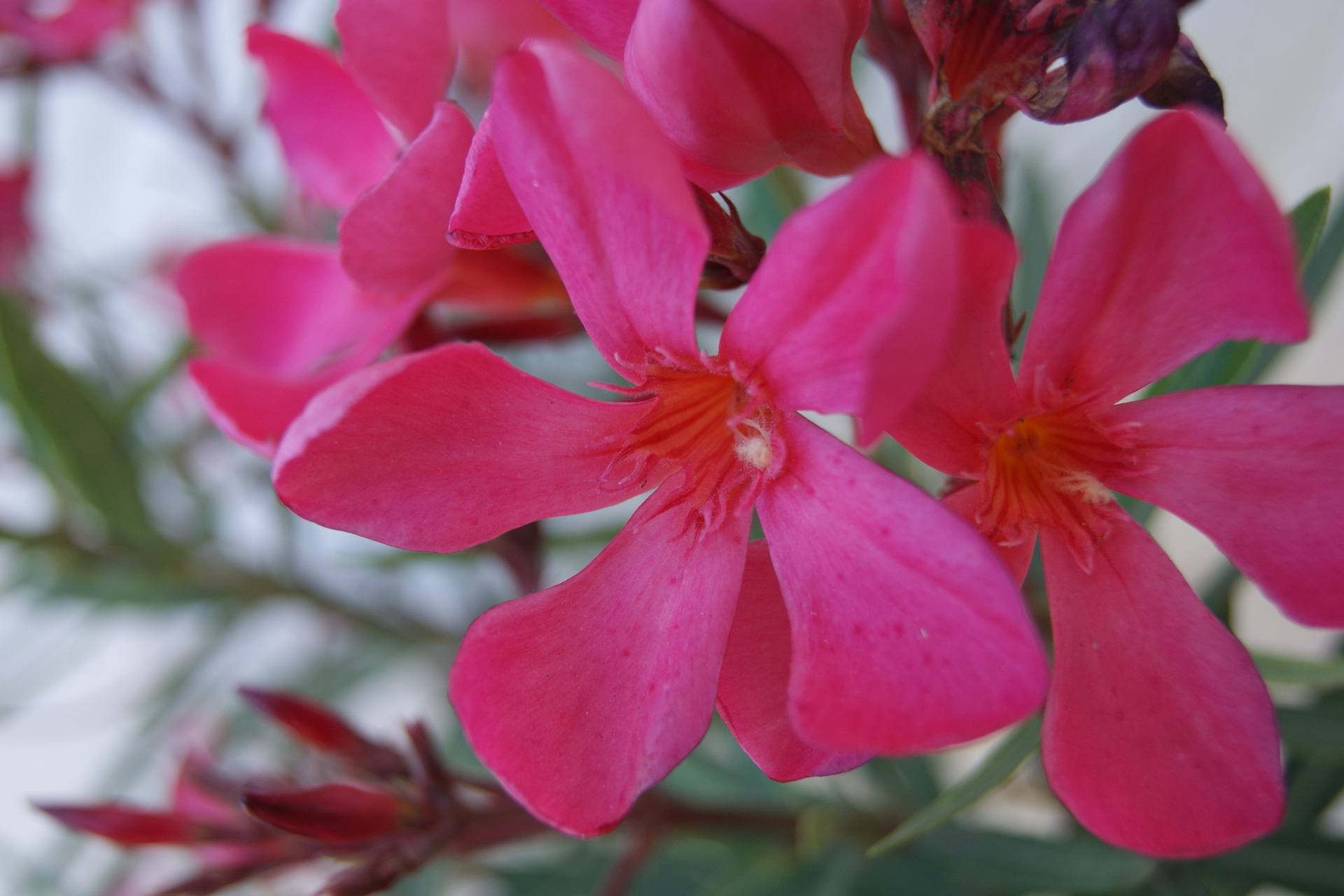 Fonds d'cran Nature Fleurs 