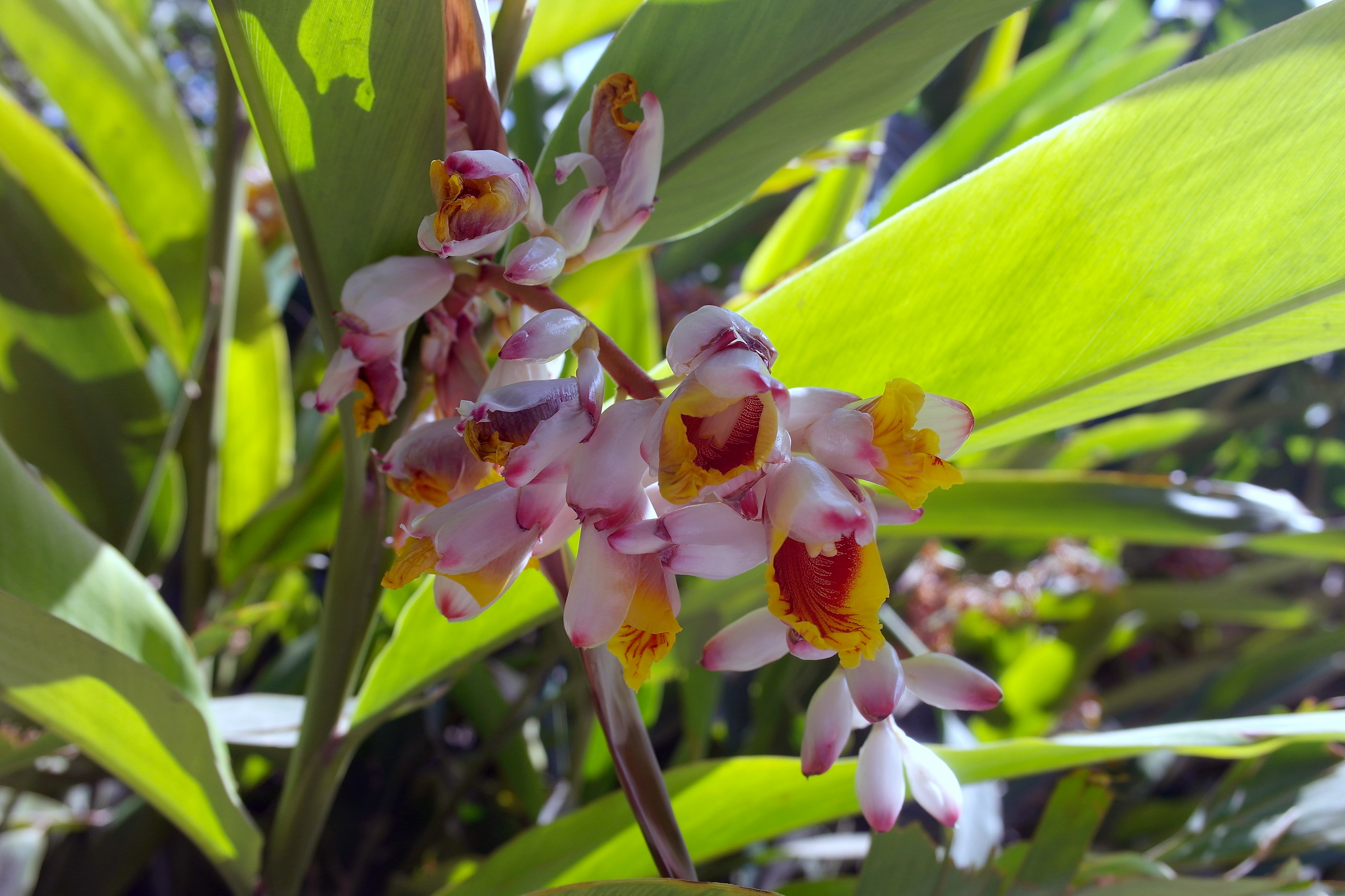 Fonds d'cran Nature Fleurs Fleurs de gingembre