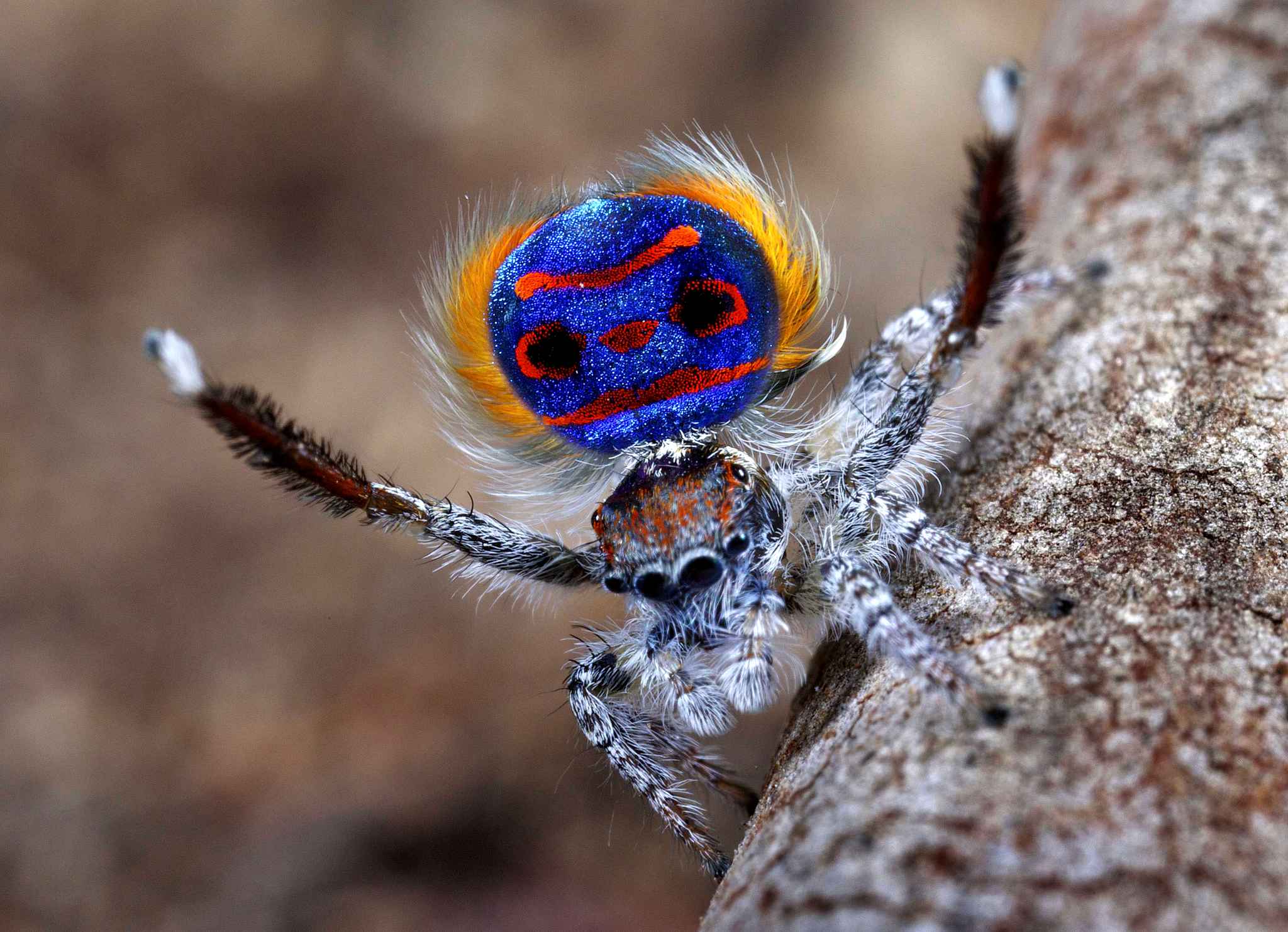 Fonds d'cran Animaux Araignes Maratus Speciosus