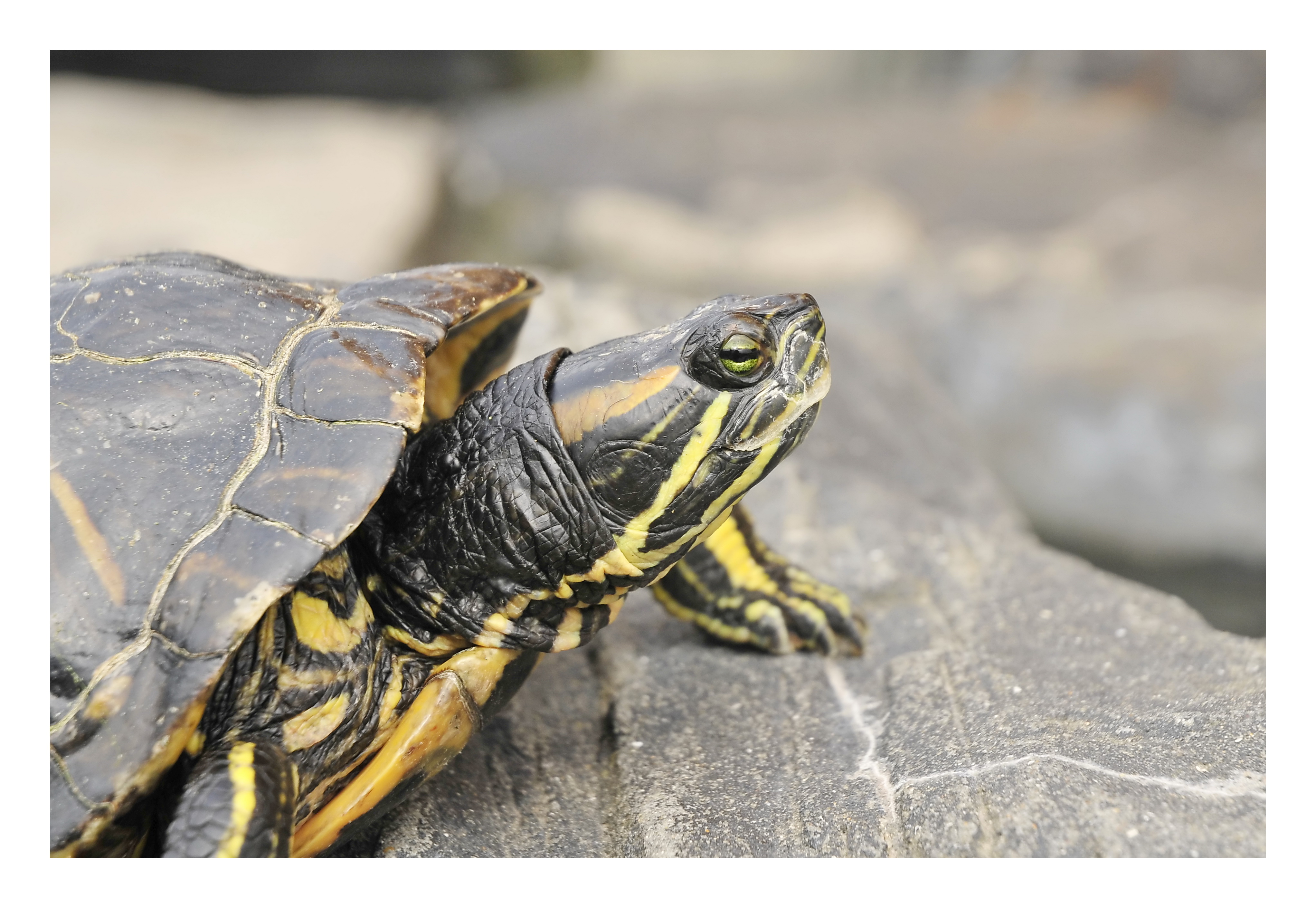 Fonds d'cran Animaux Tortues Tortue