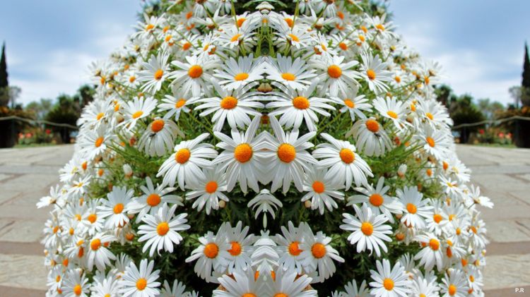 Fonds d'cran Art - Numrique Nature - Fleurs Wallpaper N351002