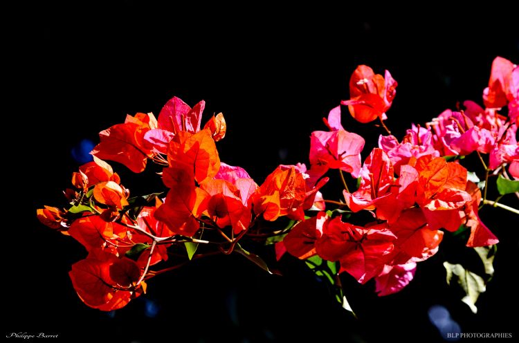 Fonds d'cran Nature Fleurs Bougainvillier 