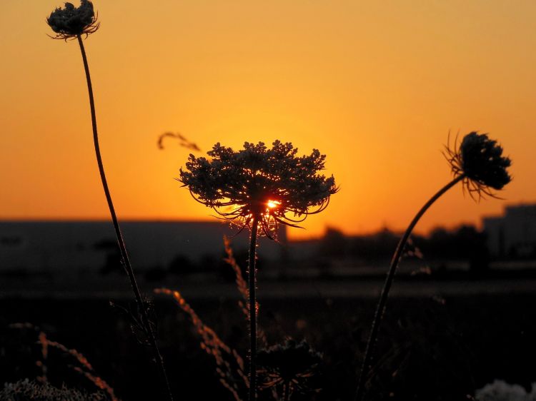 Fonds d'cran Nature Fleurs Crepuscule