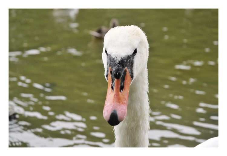 Wallpapers Animals Birds - Swans Cygne