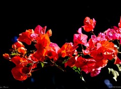  Nature Bougainvillier 