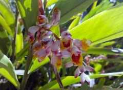  Nature Fleurs de gingembre