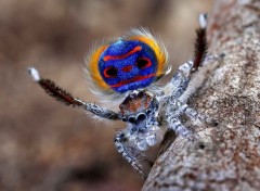  Animaux Maratus Speciosus