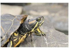  Animaux Tortue