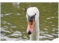  Animals Cygne