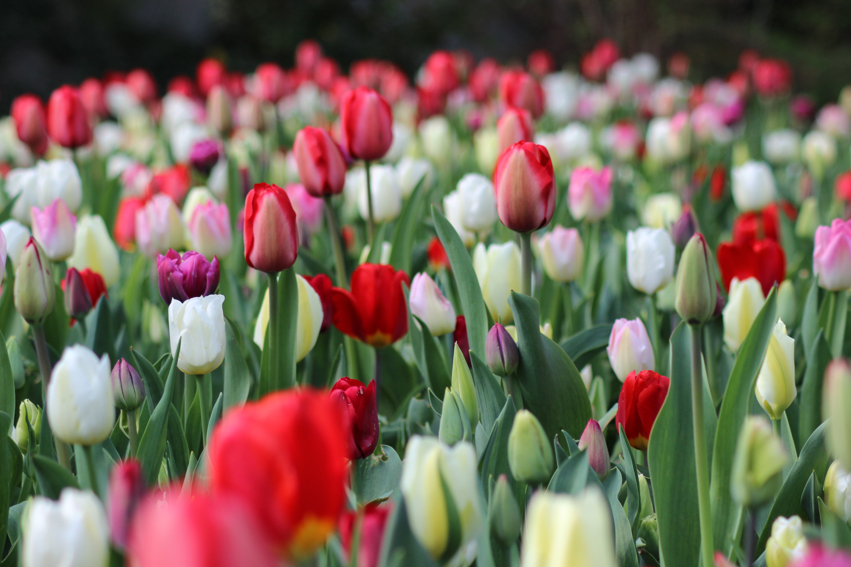 Fonds d'cran Nature Fleurs 