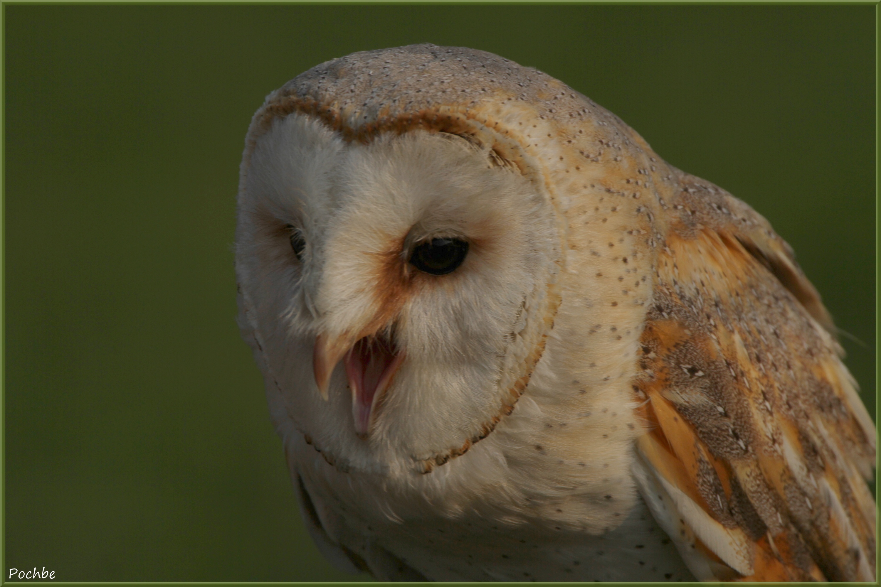 Wallpapers Animals Birds - Owls 