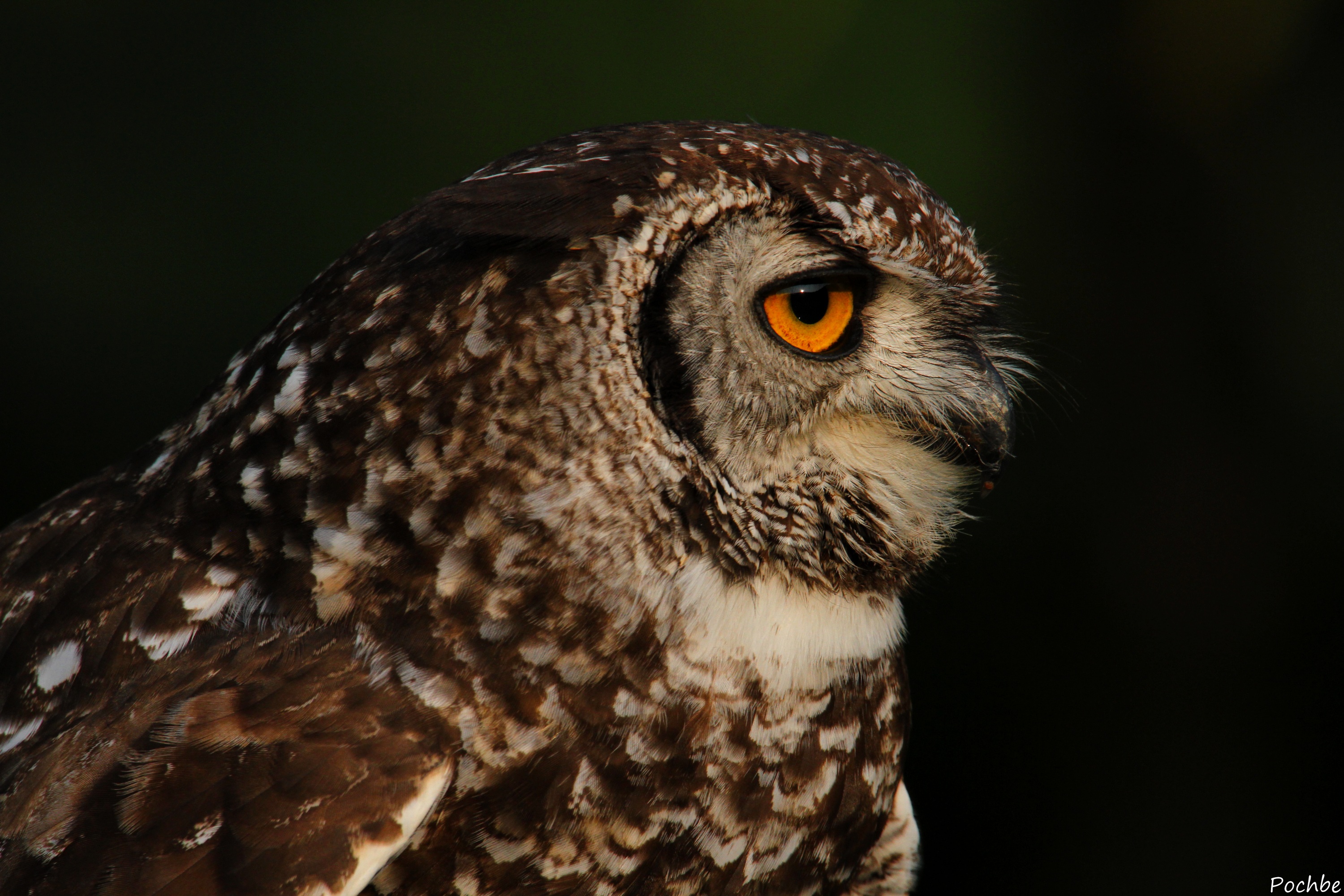 Fonds d'cran Animaux Oiseaux - Hiboux et Chouettes 