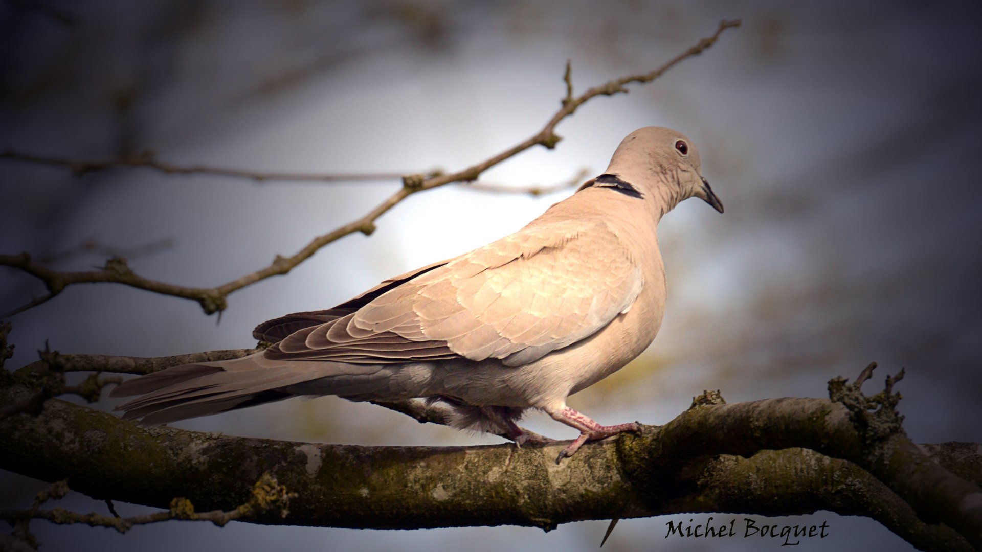 Fonds d'cran Animaux Oiseaux - Pigeons et Tourterelles Faune au télé 500mm